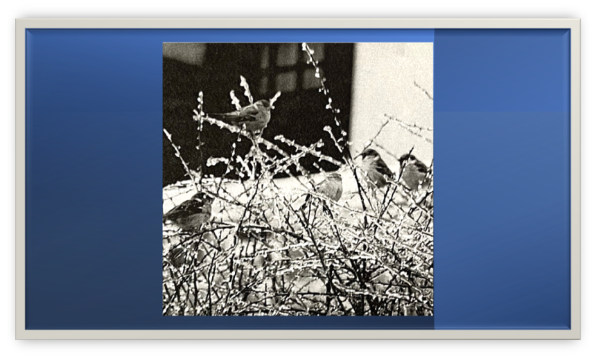 Photograph of 4 brids sitting on ice covered bush branches with what appears to be snow in the background.